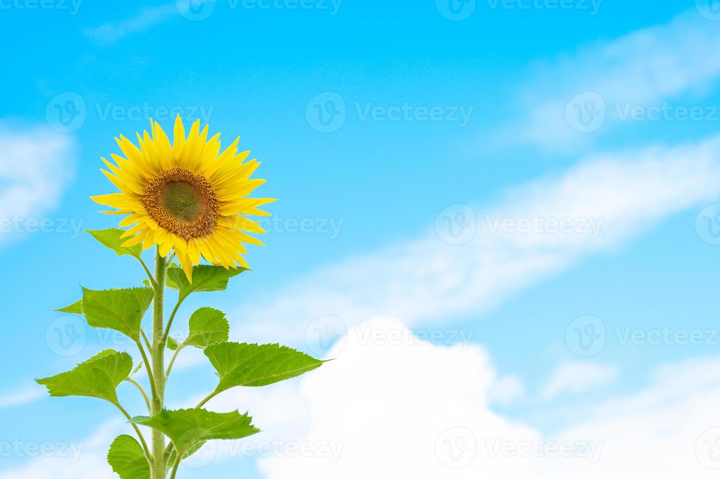 girasol sobre fondo de cielo azul con nubes foto