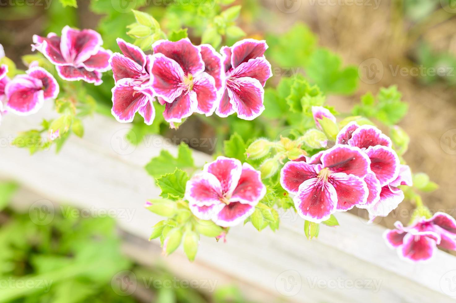 Pink pelargonium flowers in full bloom in the garden photo