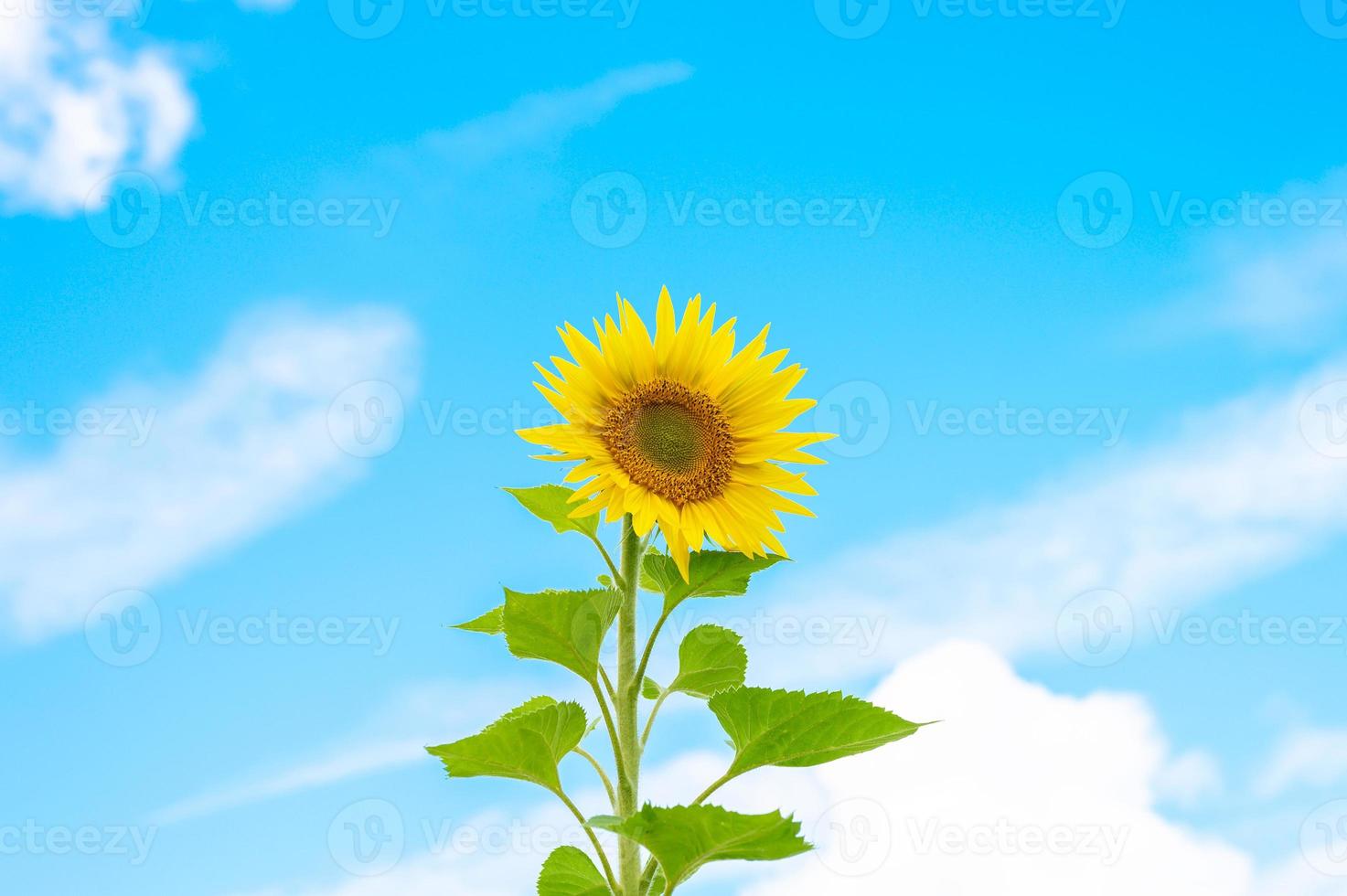 Sunflower on blue sky background with clouds photo