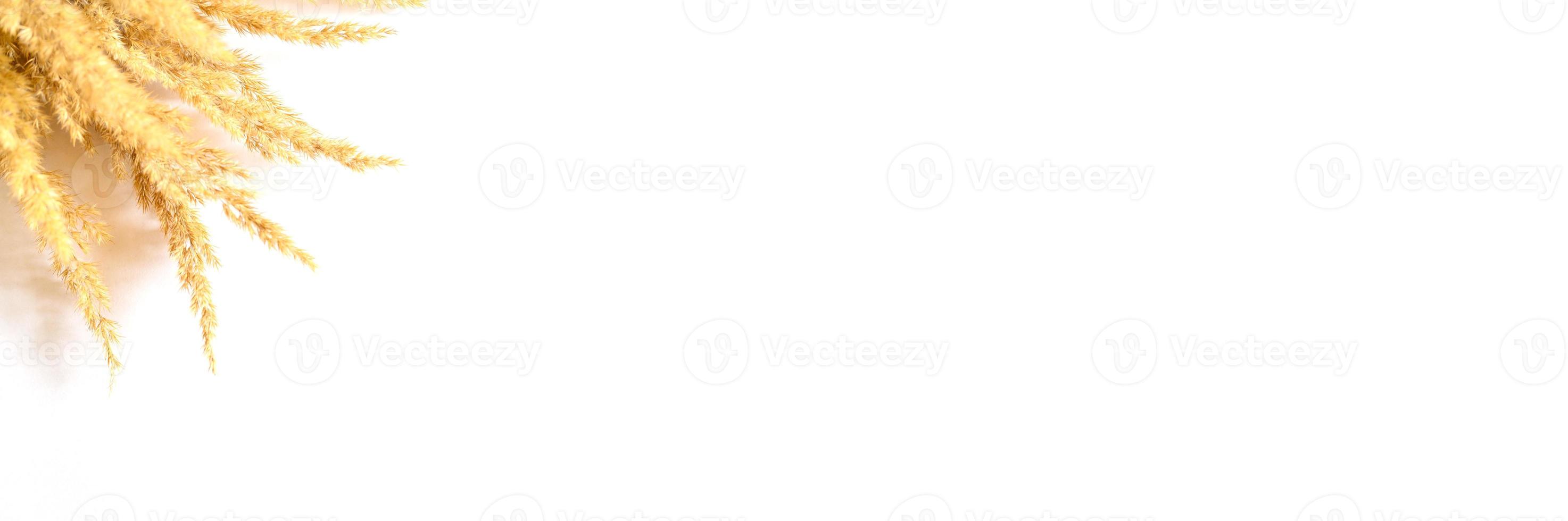 Pampas grass isolated on white background photo