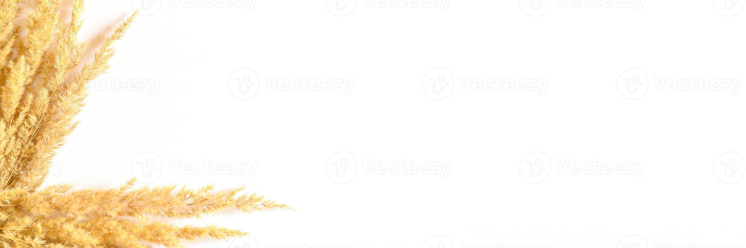 Pampas grass isolated on white background photo