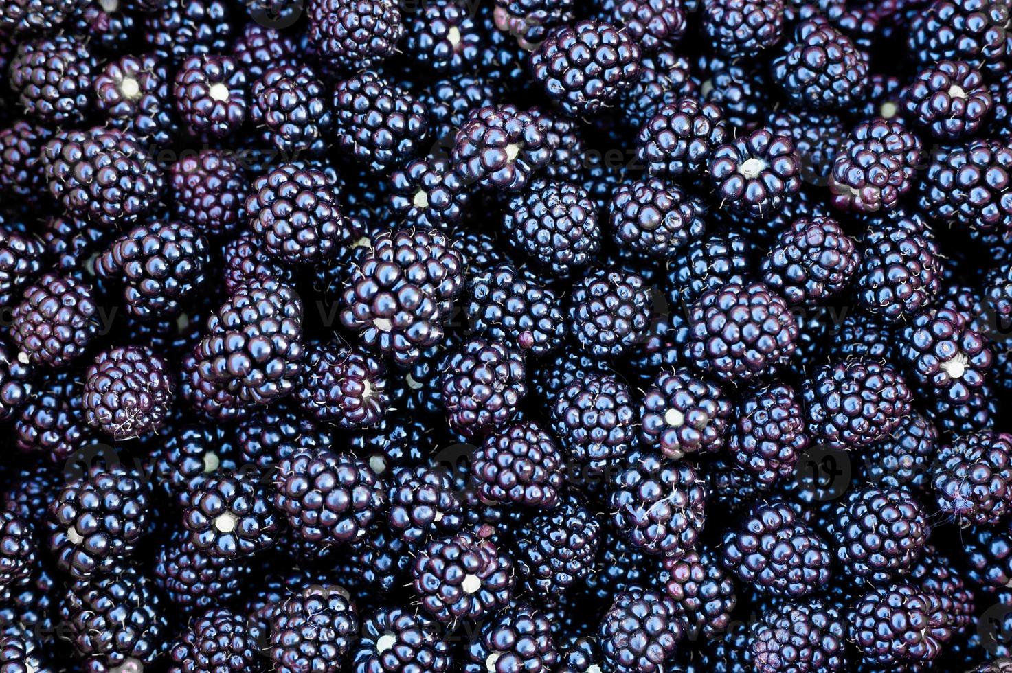 Ripe blackberry harvest photo