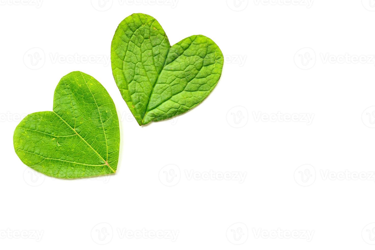 S t. día de San Valentín. El corazón se corta de follaje sobre fondo blanco. foto