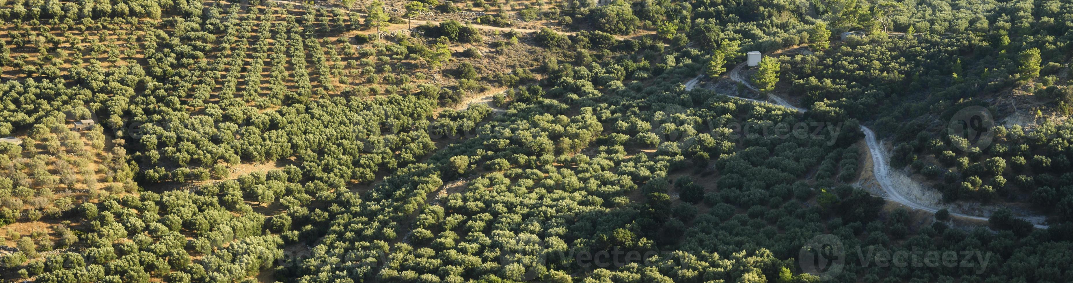 Fields with olive tree plantations in the mountains of the island of Crete photo