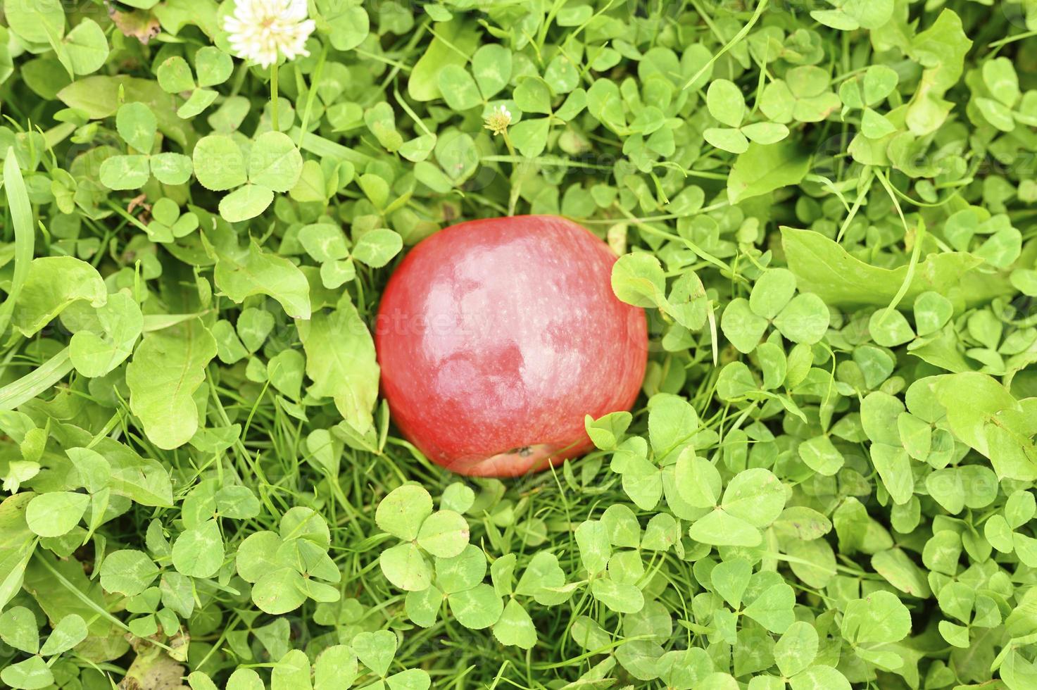 Manzana roja madura brillante sobre la hierba verde foto