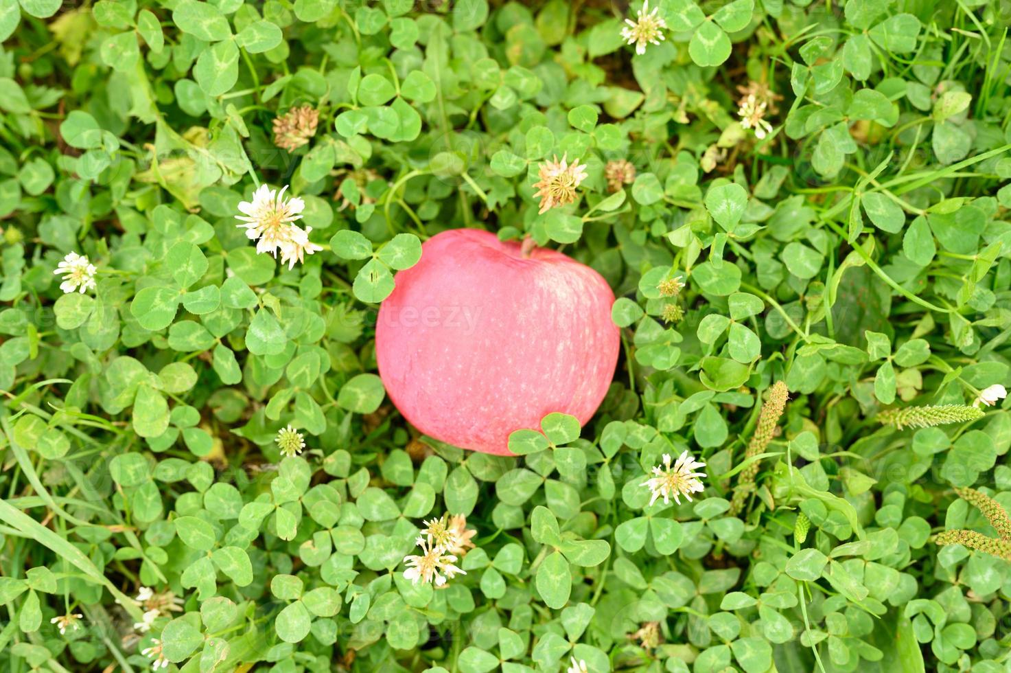 Red ripe apple with a natural white coating on the green grass photo