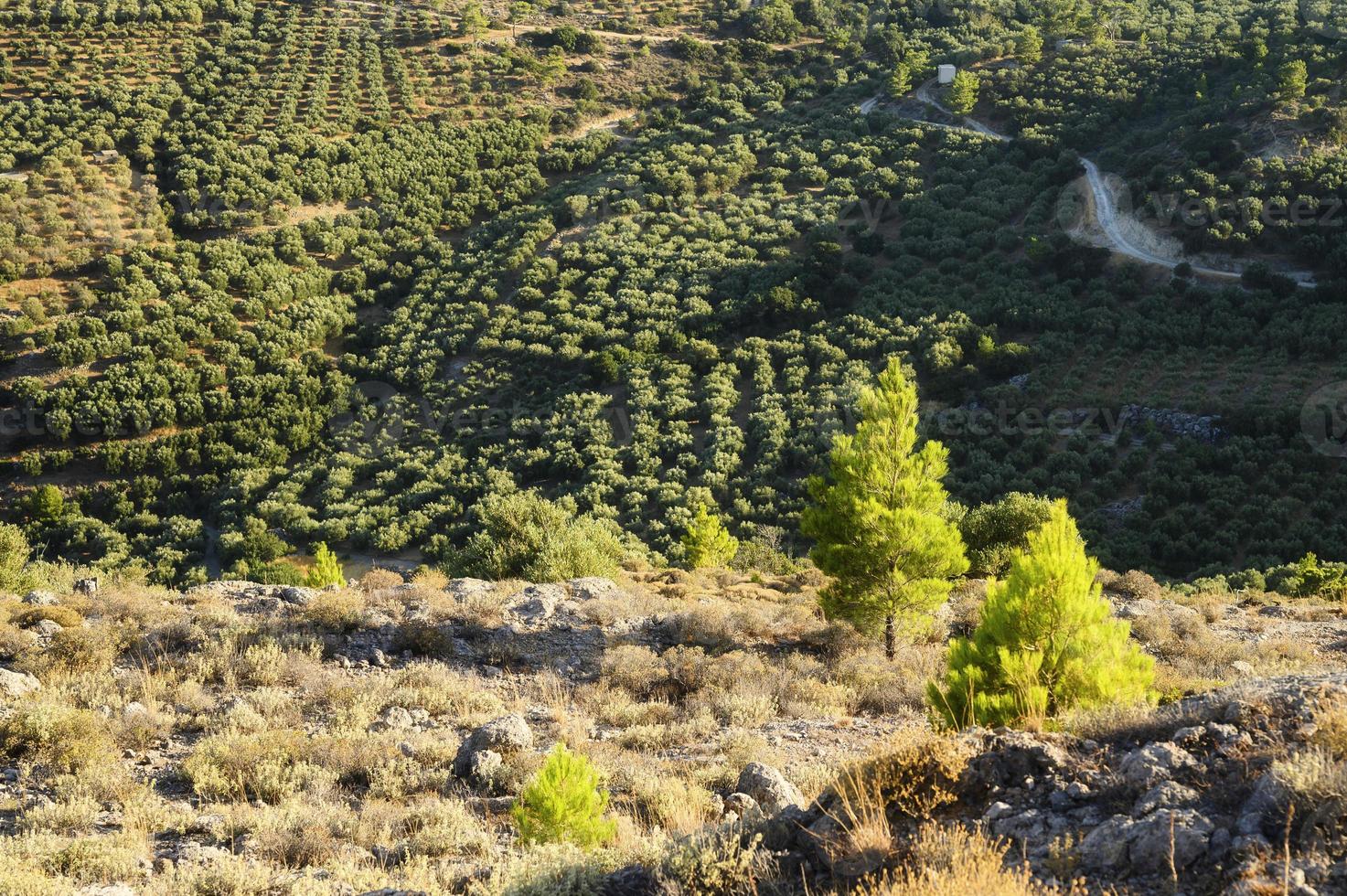 Fields with olive tree plantations in the mountains of the island of Crete photo