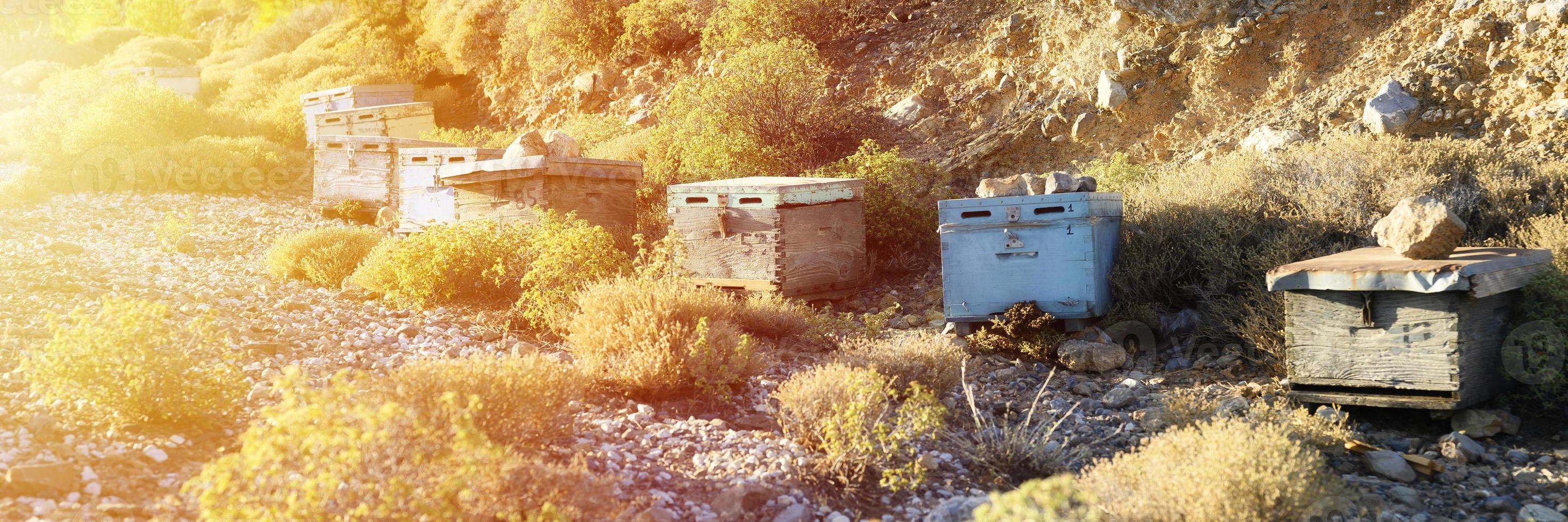Bee hives in a mountainous area at dusk photo