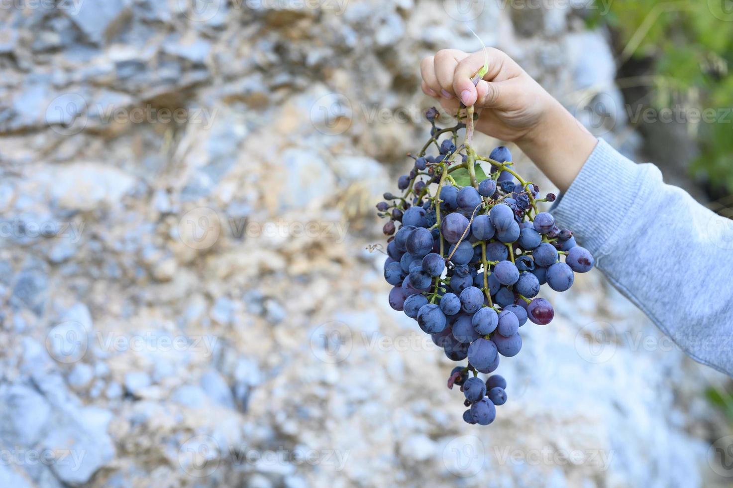 La mano de un niño sostiene un racimo de uvas cretenses negras silvestres maduras contra un acantilado de piedra foto