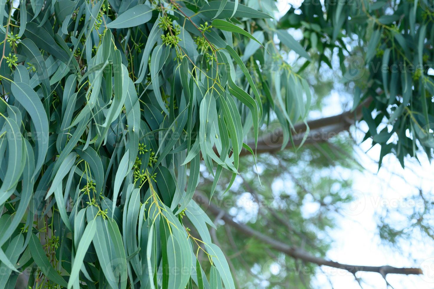 Eucalyptus tree on nature outdoor background photo