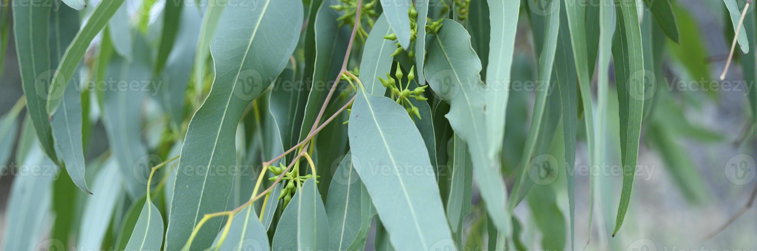 Eucalyptus tree on nature outdoor background photo