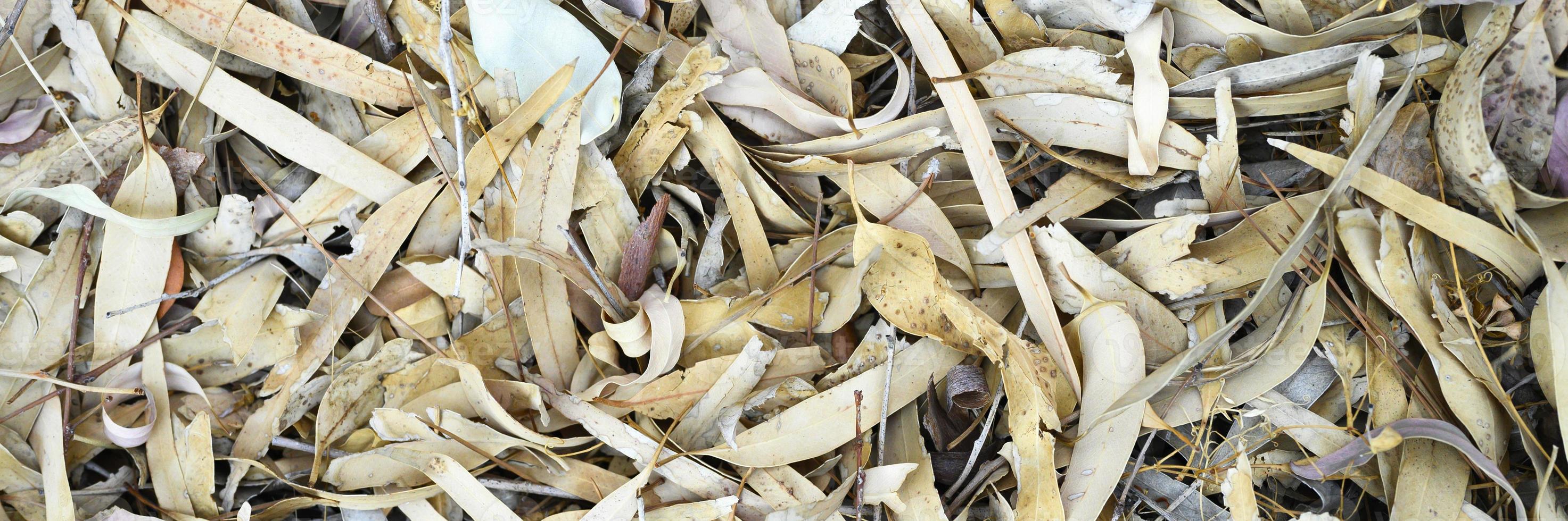 Fondo de textura de hojas de otoño caídas marchitas secas de árboles de eucalipto foto