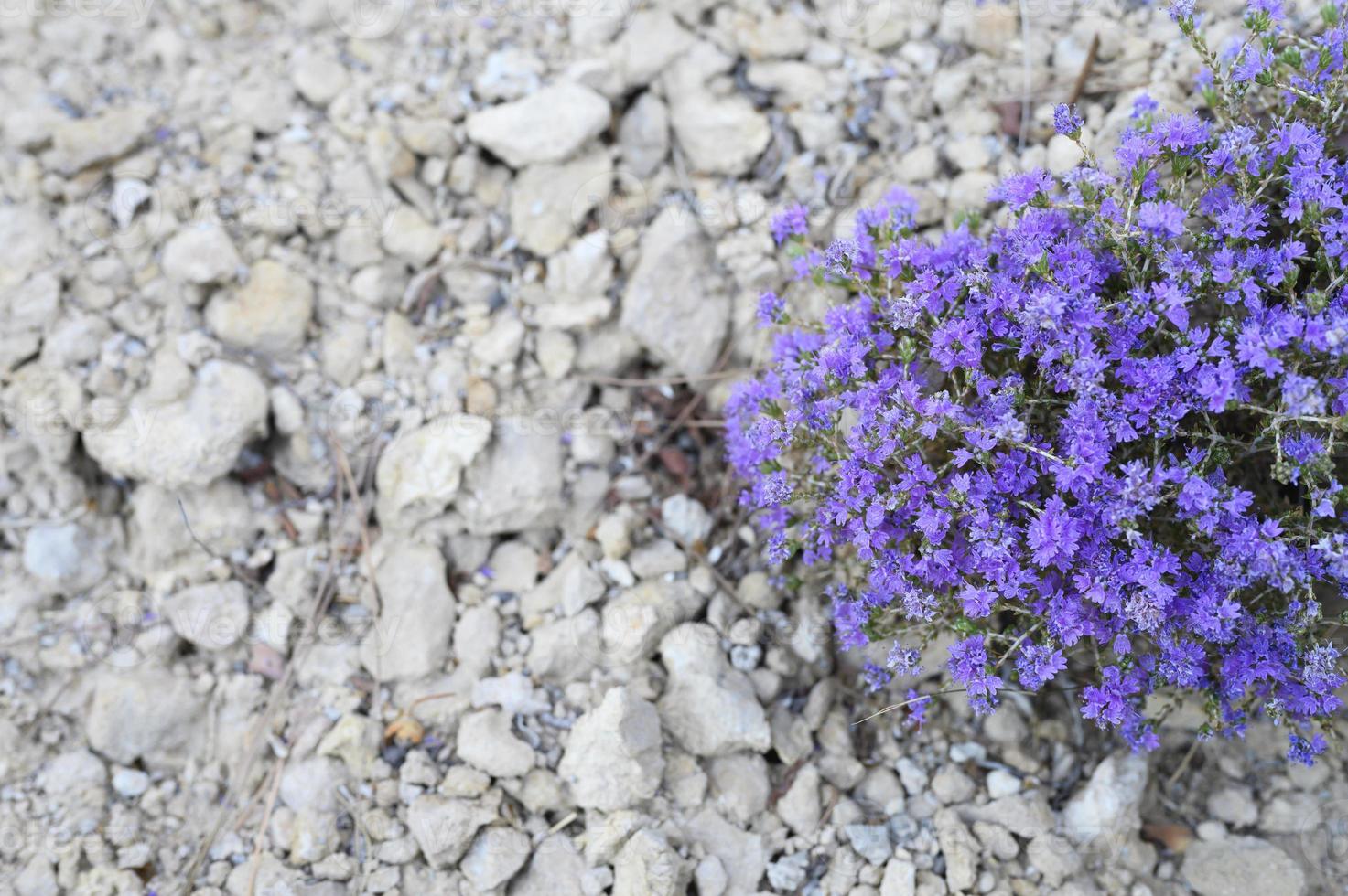 Mountain Greek wild thyme Bush blooming purple flowers among the stones photo