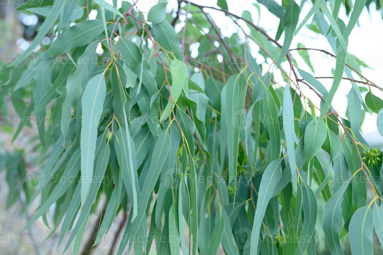 Eucalyptus tree on nature outdoor background photo