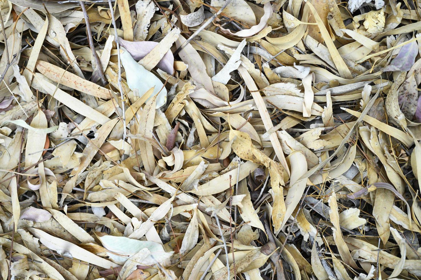 Fondo de textura de hojas de otoño caídas marchitas secas de árboles de eucalipto foto