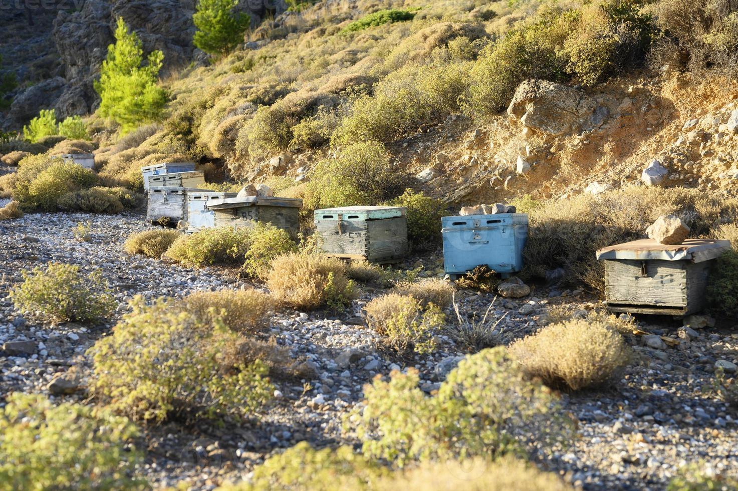 Colmenas de abejas en una zona montañosa al atardecer foto