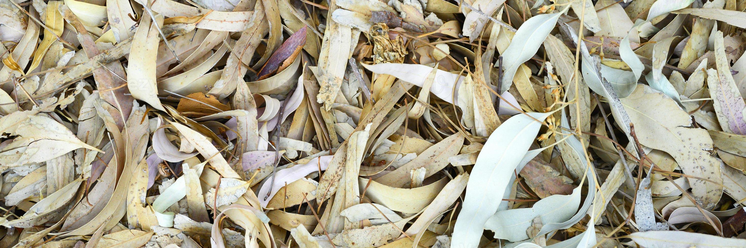 Textured background of dry withered fallen autumn leaves of eucalyptus trees photo