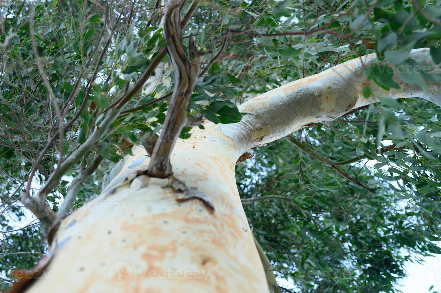 Eucalyptus tree and branches, bottom view photo