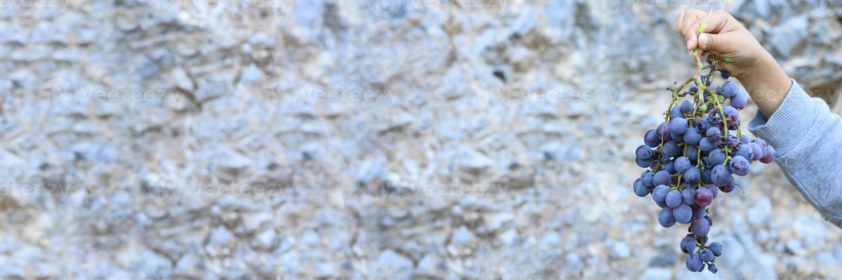 A kid's hand holds a bunch of ripe wild black Cretan grapes against a stone cliff photo