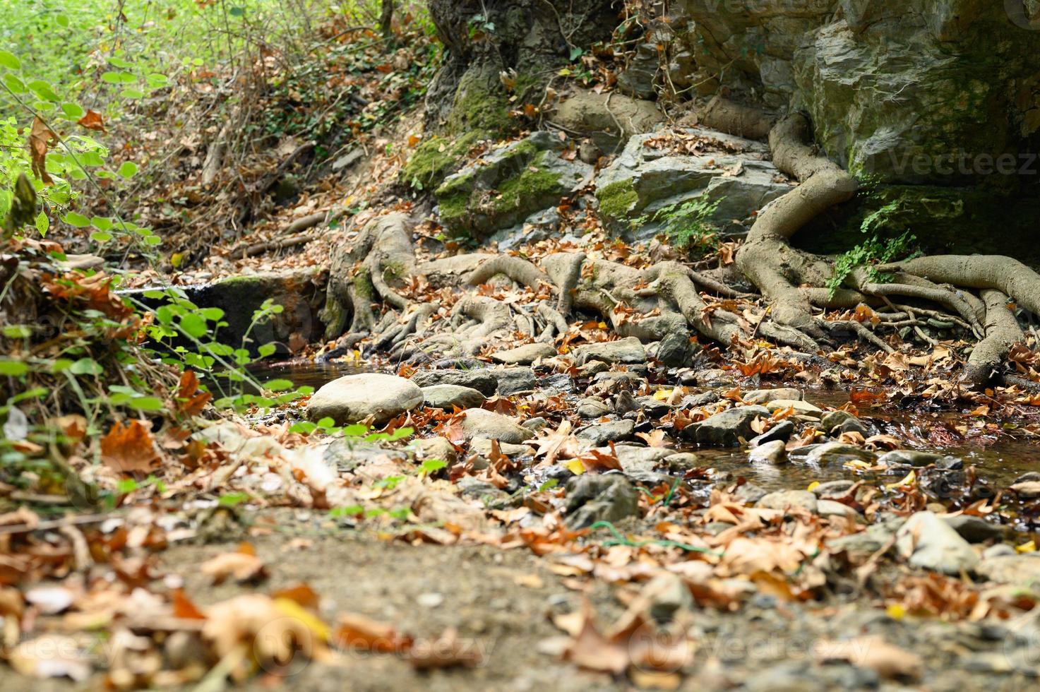 Raíces desnudas de árboles que crecen en acantilados rocosos entre piedras y agua en otoño foto