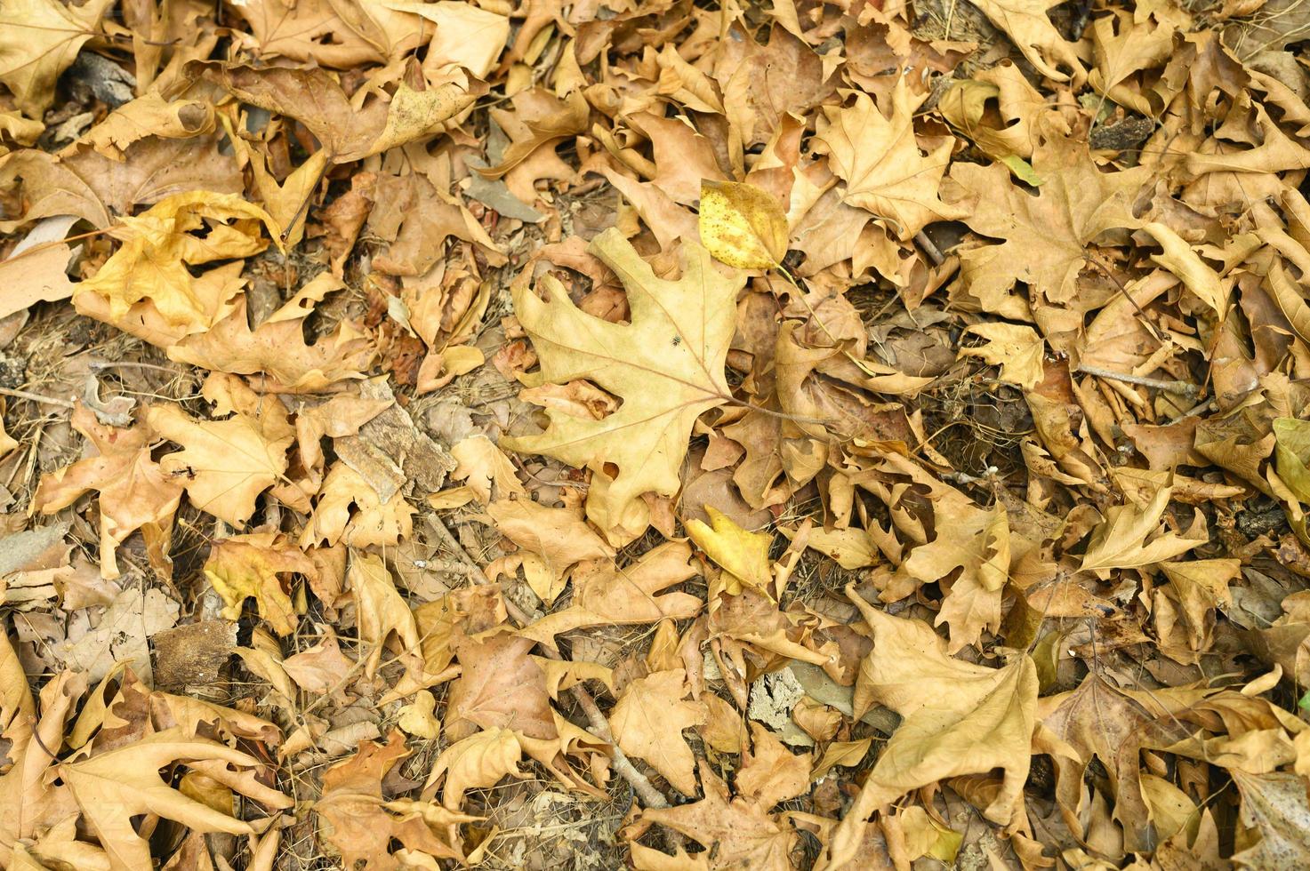 Textured background of dry withered fallen autumn leaves of maple trees photo