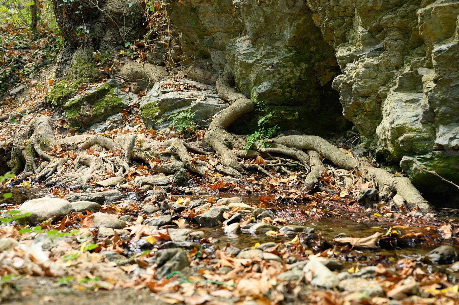 Raíces desnudas de árboles que crecen en acantilados rocosos entre piedras y agua en otoño foto