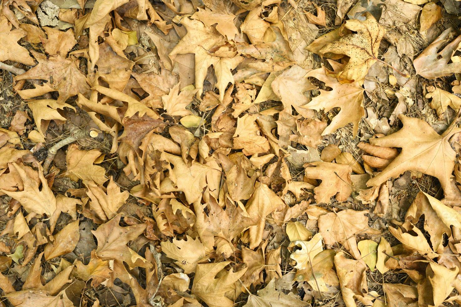 Textured background of dry withered fallen autumn leaves of maple trees photo