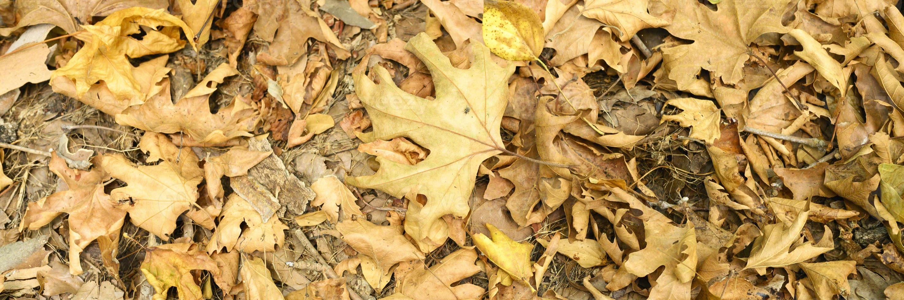 textured background of dry withered fallen autumn leaves of maple trees photo