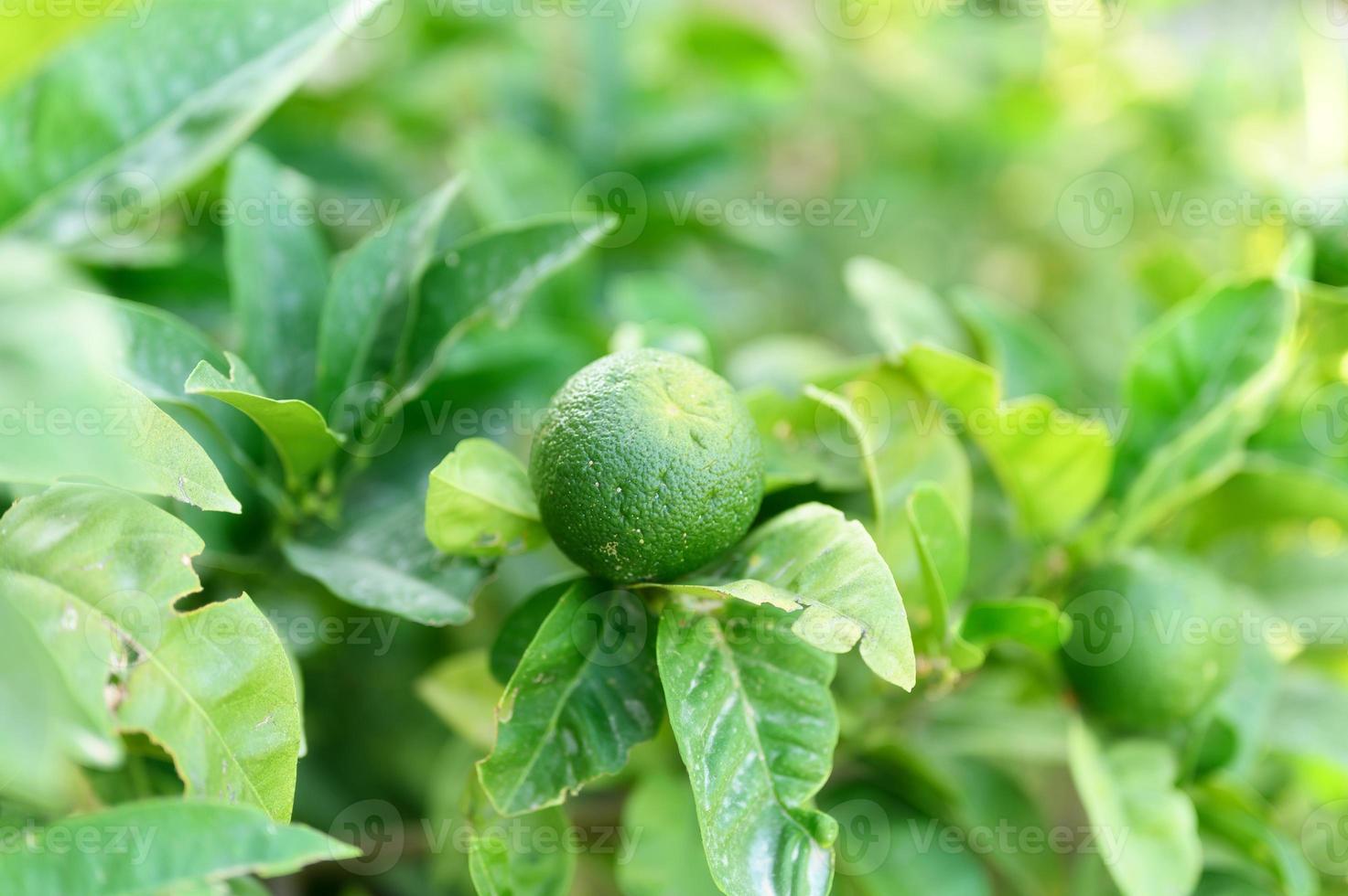 Unripe green lemons on a tree in the garden photo