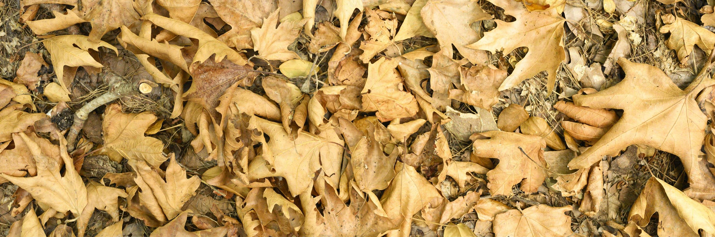 Textured background of dry withered fallen autumn leaves of maple trees photo