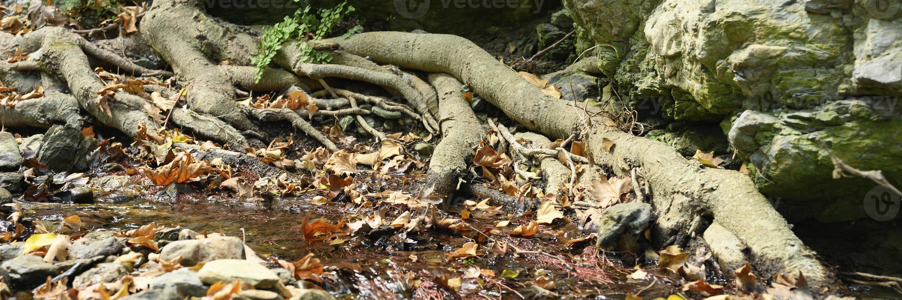 Raíces desnudas de árboles que crecen en acantilados rocosos entre piedras y agua en otoño foto