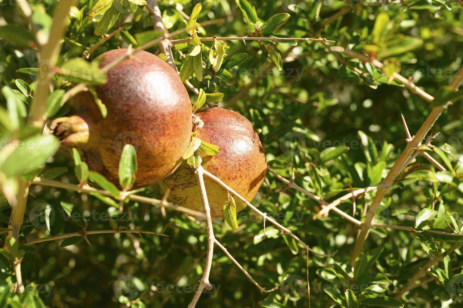 Ripe red pomegranates growing on a tree branch in the garden photo