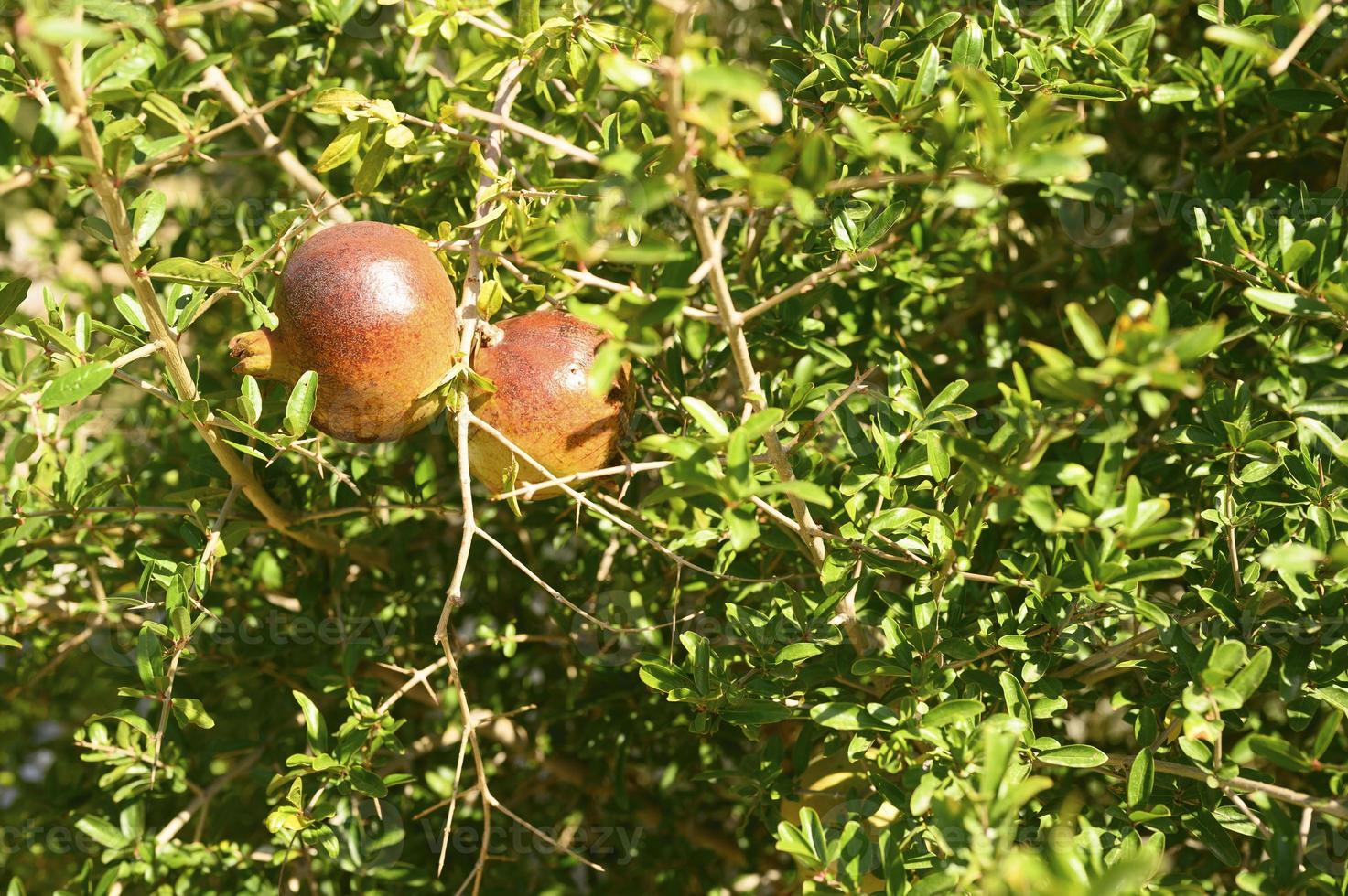 Granadas rojas maduras que crecen en la rama de un árbol en el jardín foto