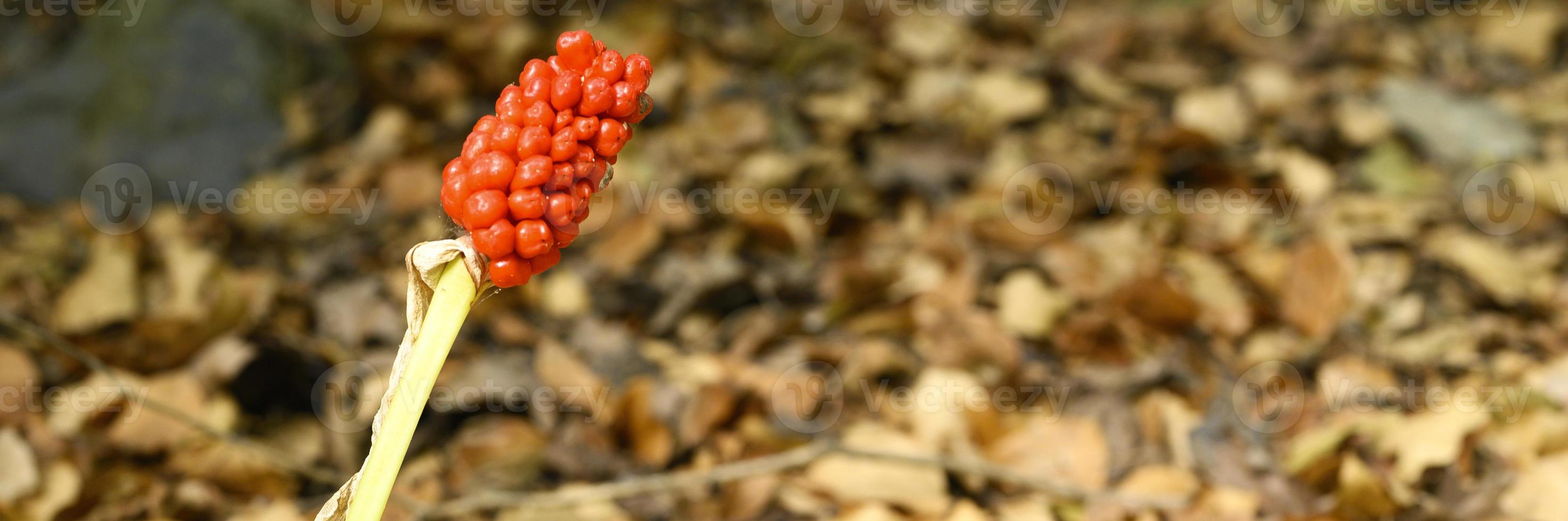 Planta de arum con frutos rojos maduros en el bosque foto