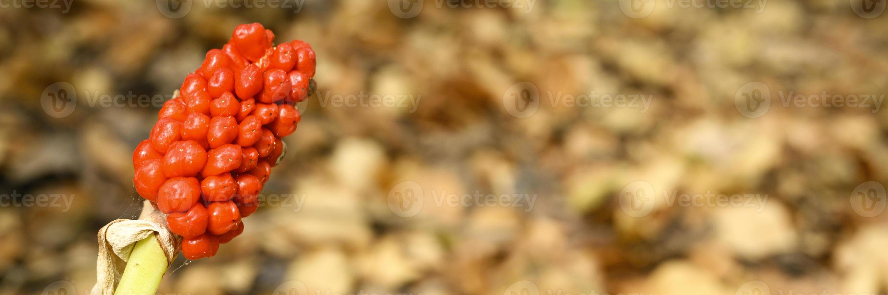 Planta de arum con frutos rojos maduros en el bosque foto