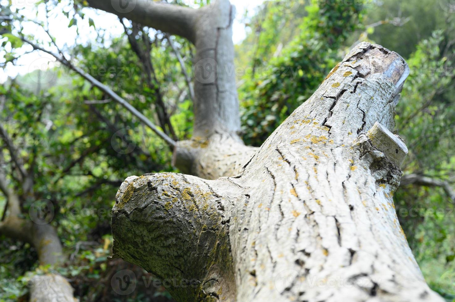 The trunk of an old fallen tree in the forest photo