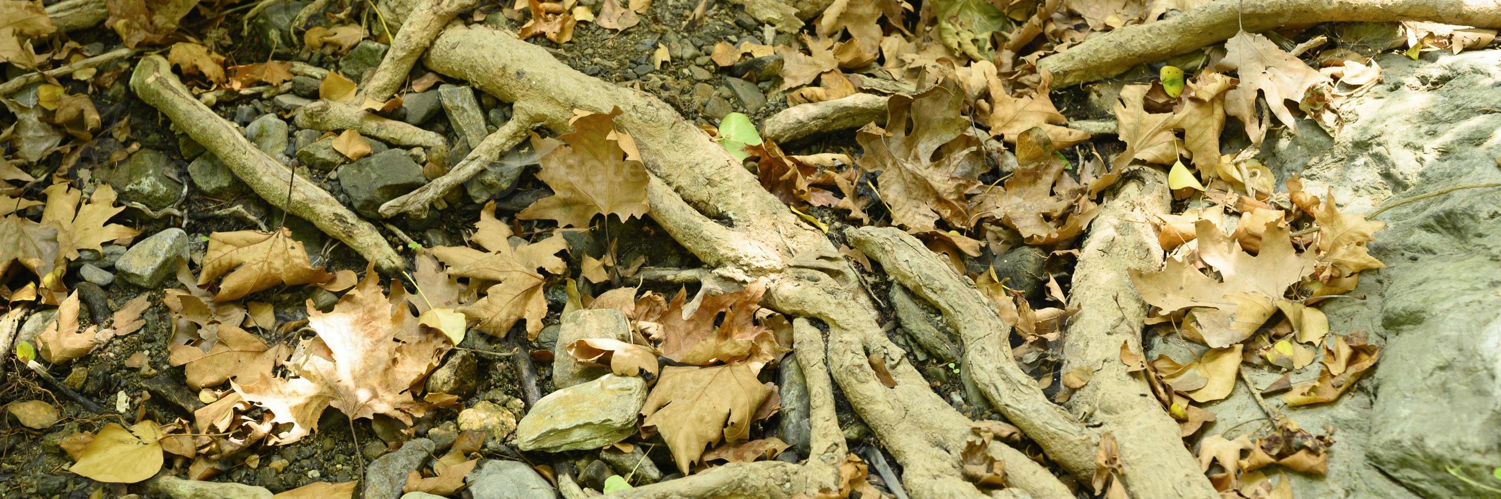 Bare roots of trees protruding from the ground in rocky cliffs in autumn photo