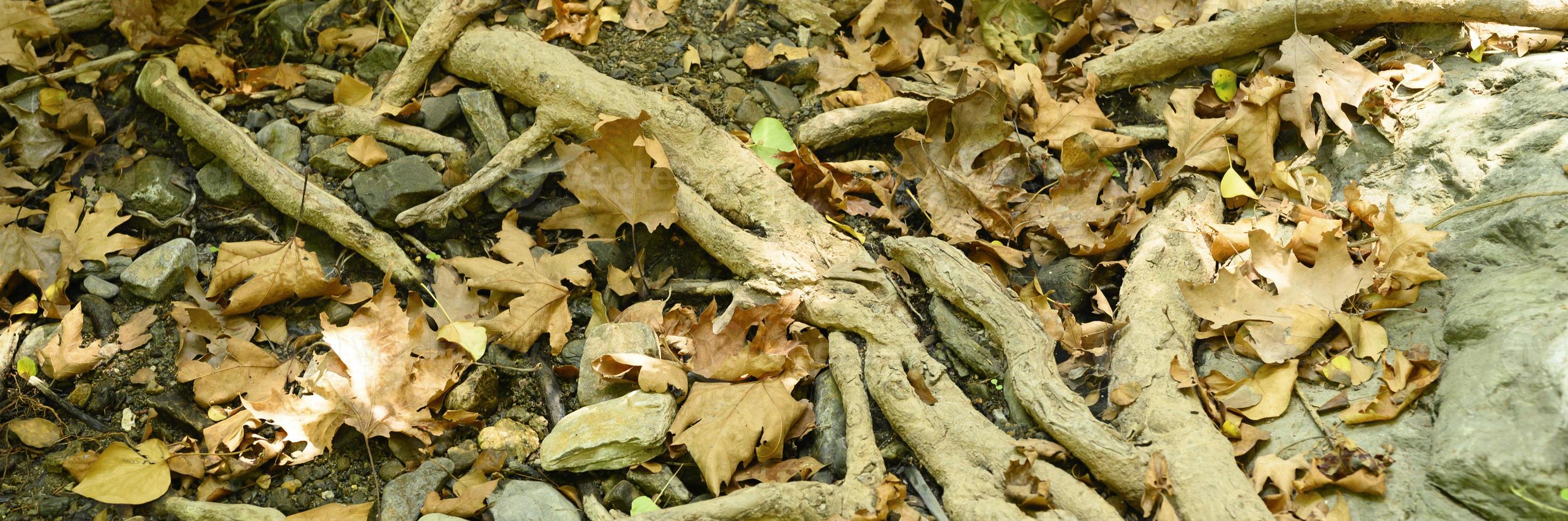 Raíces desnudas de árboles que sobresalen del suelo en acantilados rocosos en otoño foto