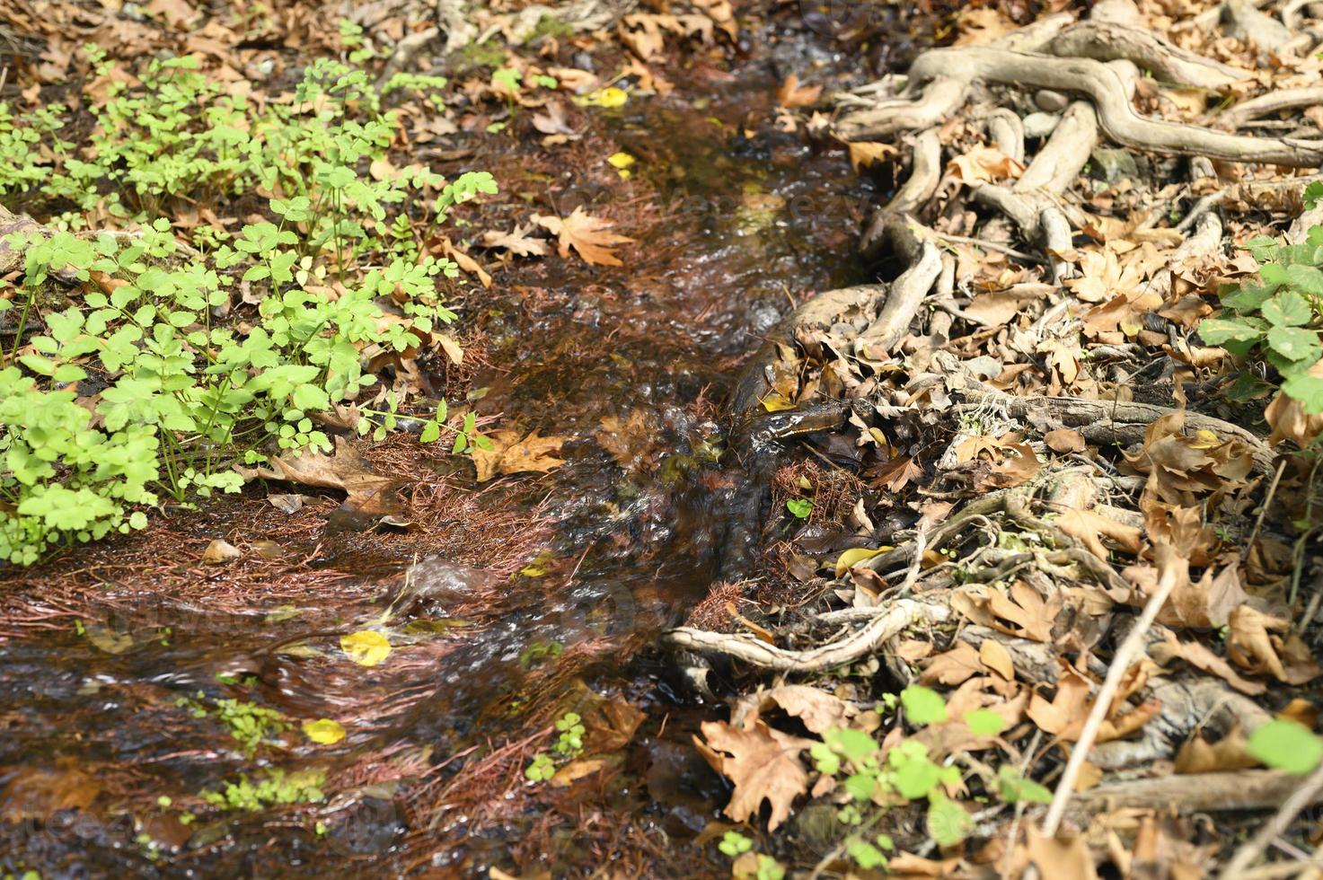 A stream running through the bare roots of trees in a rocky cliff and fallen autumn leaves photo