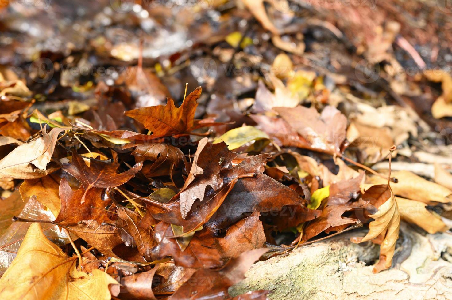 hojas de arce de otoño caídas foto