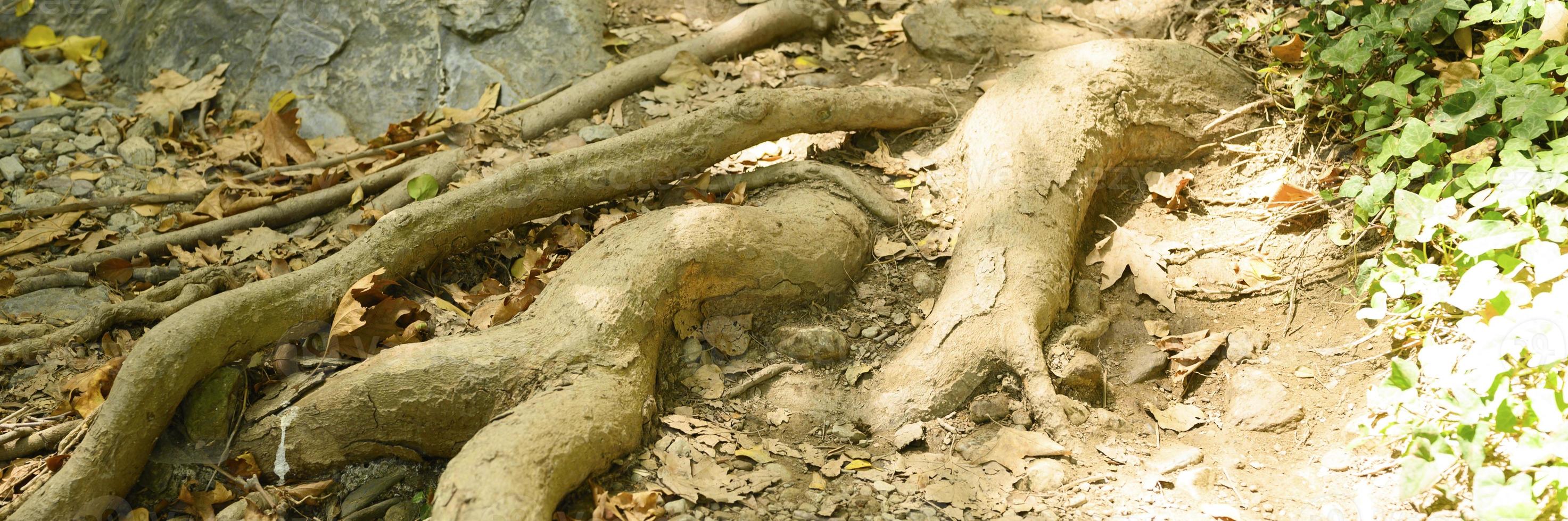 Bare roots of trees protruding from the ground in rocky cliffs in autumn photo