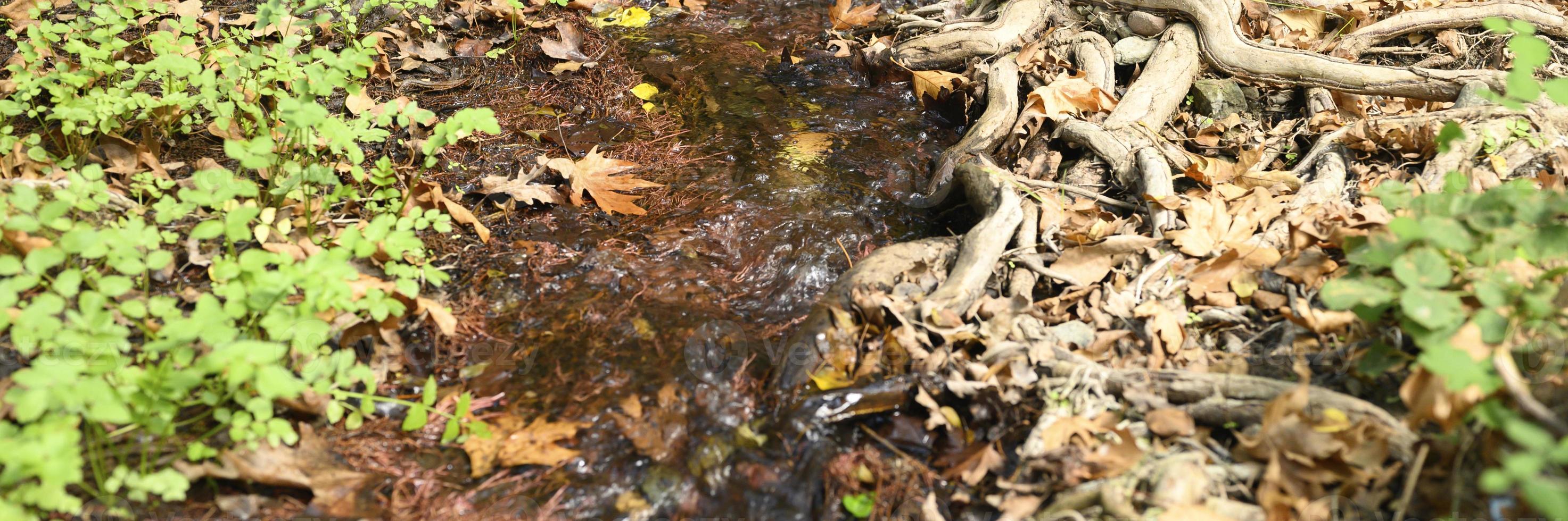 A stream running through the bare roots of trees in a rocky cliff and fallen autumn leaves photo