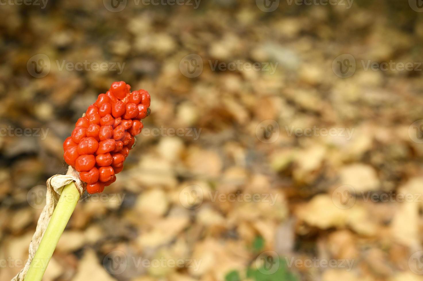 Arum plant with ripe red berries in the forest photo