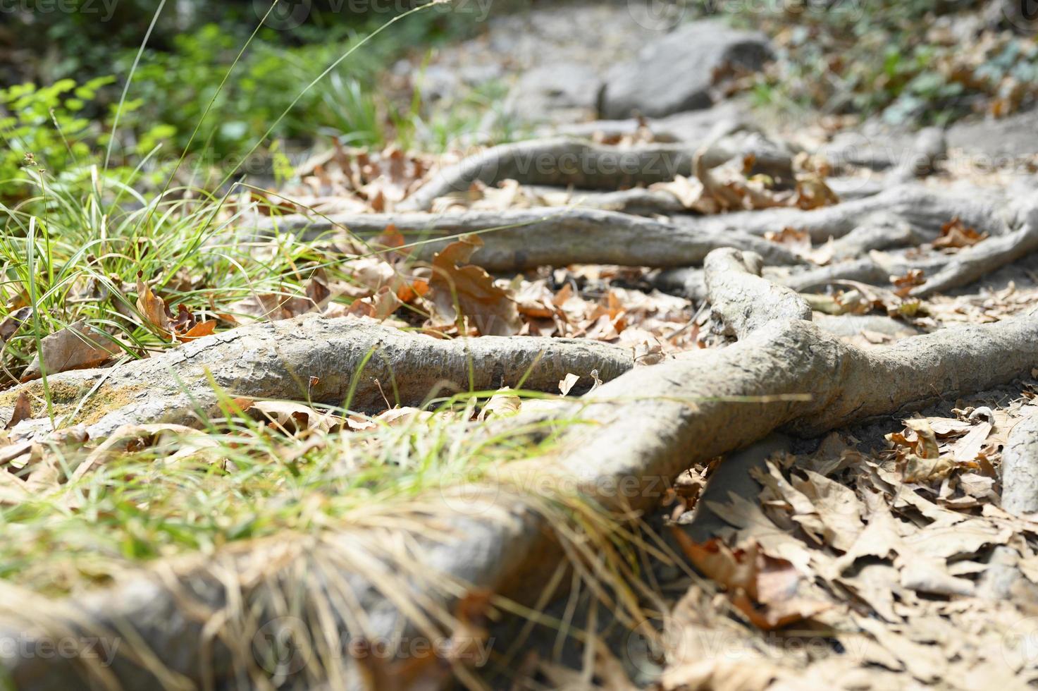 Bare roots of trees protruding from the ground in rocky cliffs in autumn photo