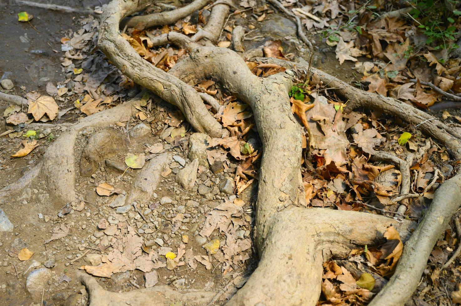 Bare roots of trees protruding from the ground in rocky cliffs in autumn photo
