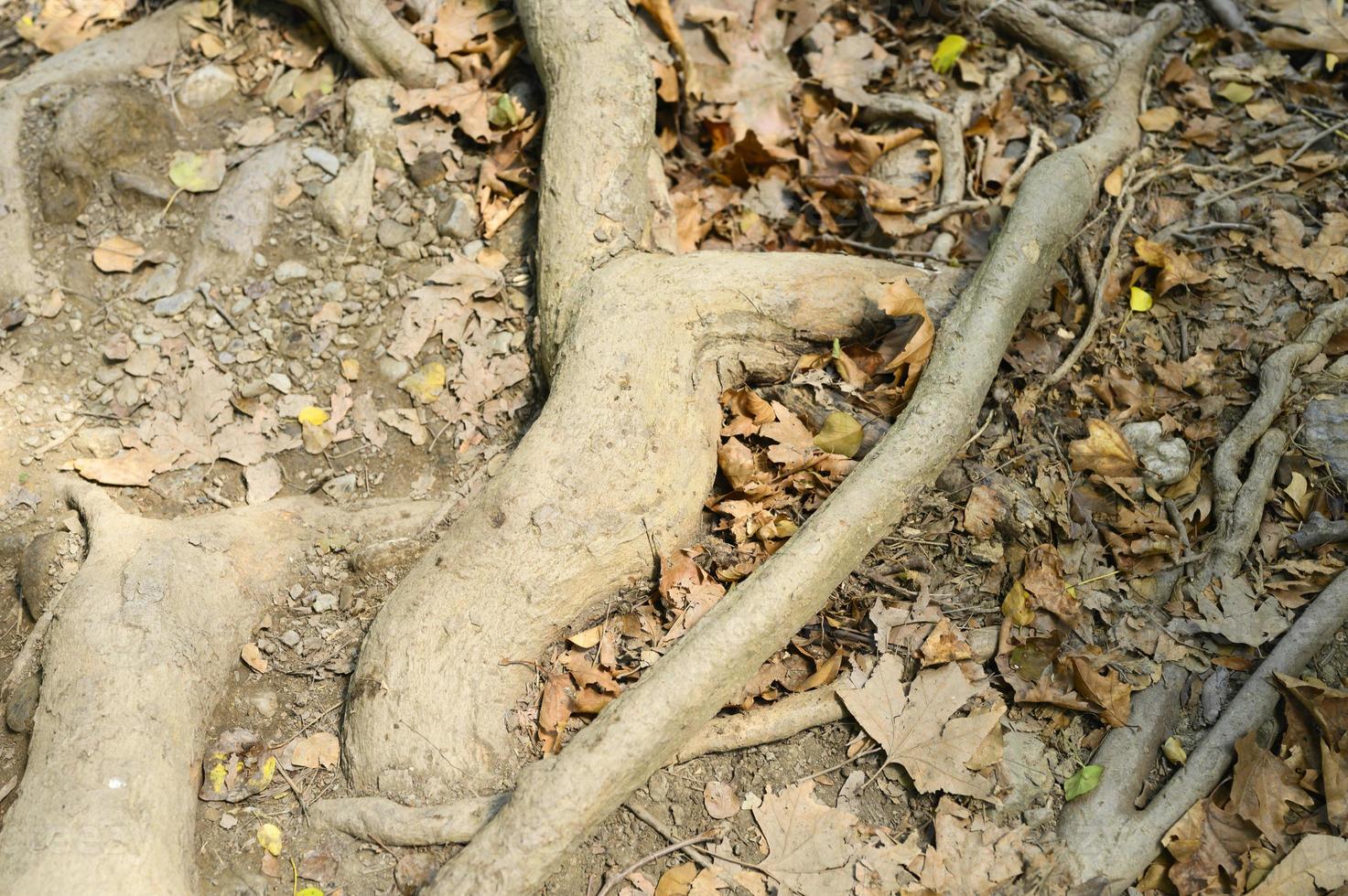 Bare roots of trees protruding from the ground in rocky cliffs in autumn photo