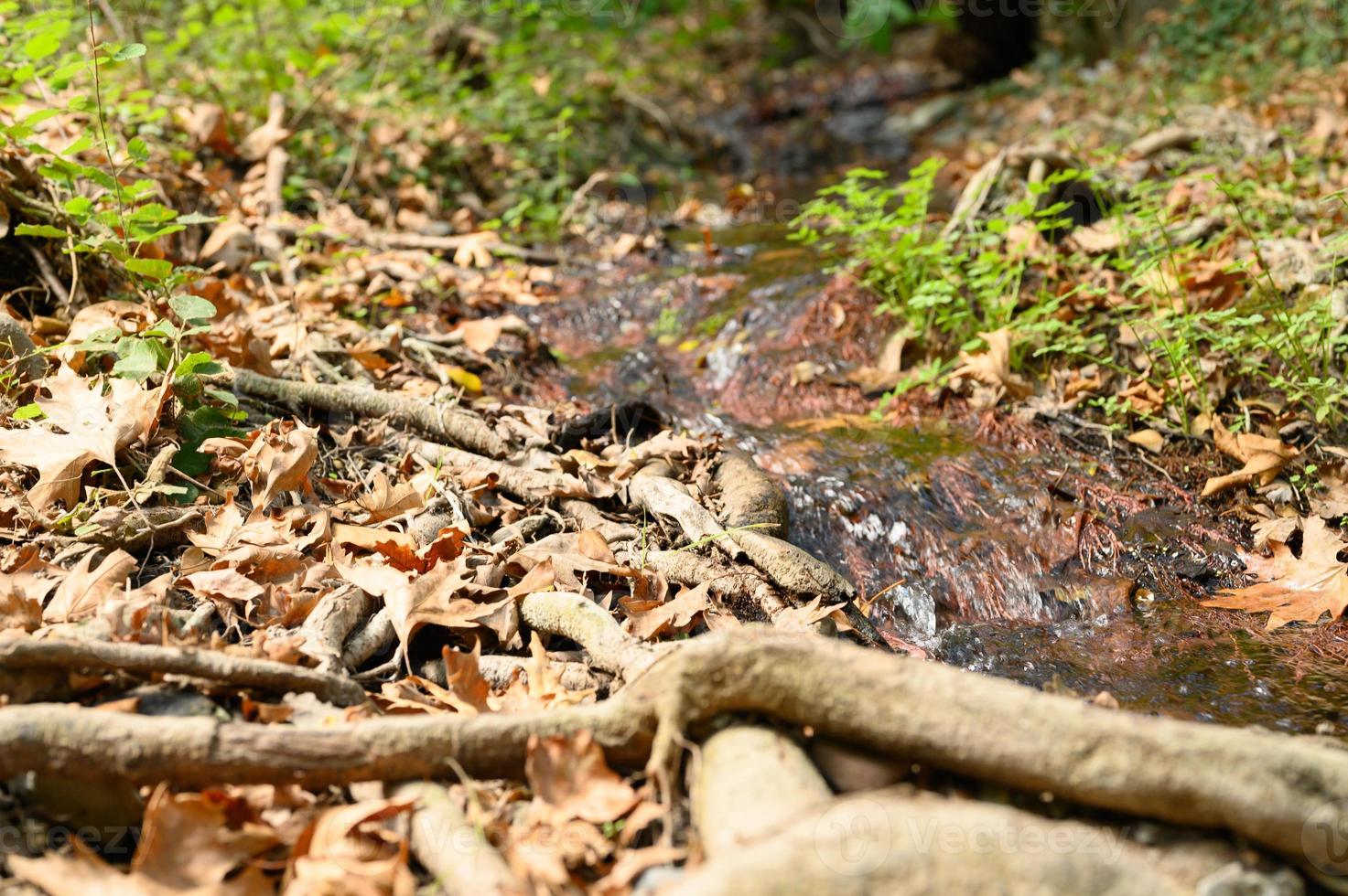un arroyo que atraviesa las raíces desnudas de los árboles en un acantilado rocoso y hojas de otoño caídas foto