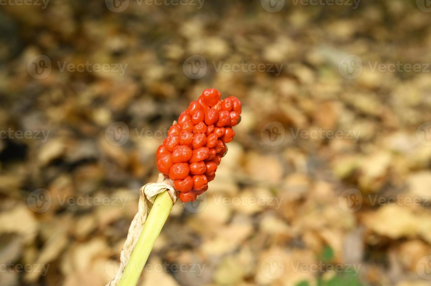 Arum plant with ripe red berries in the forest photo