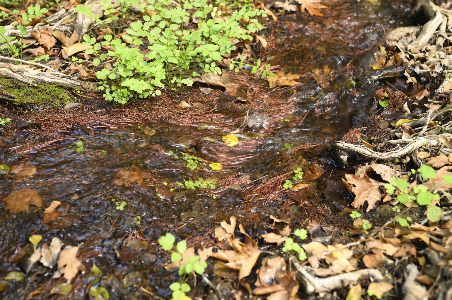 A stream running through the bare roots of trees in a rocky cliff and fallen autumn leaves photo