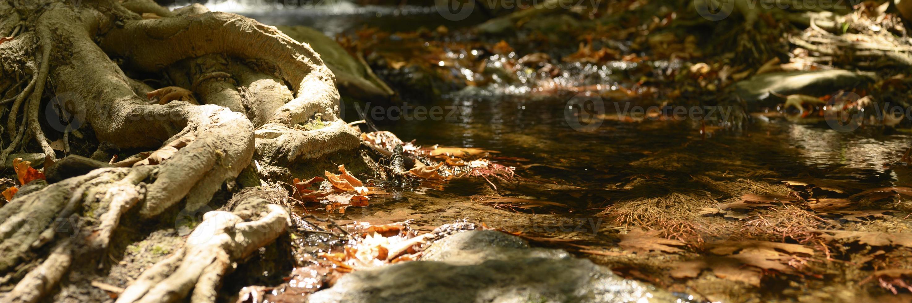 un arroyo que atraviesa las raíces desnudas de los árboles en un acantilado rocoso y hojas de otoño caídas foto